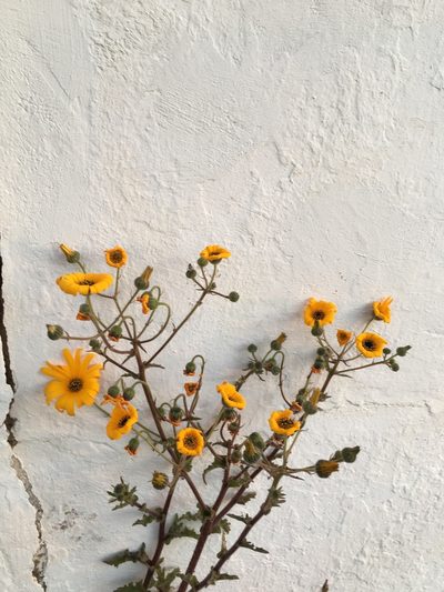 Norlindhia amplectens, photographed by Caroline Voget