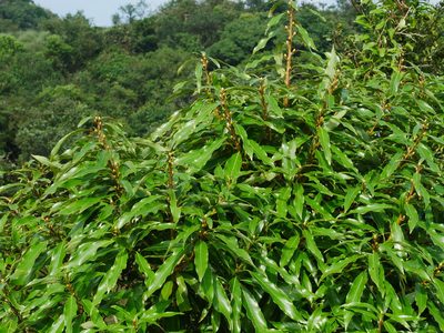 Litsea fluminensis, photographed by Jacy Chen