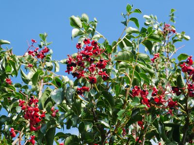 Staphylea japonica, photographed by Jacy Chen