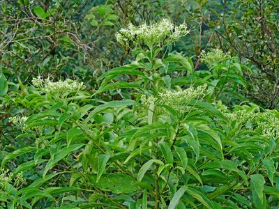 Clerodendrum cyrtophyllum, photographed by Jacy Chen
