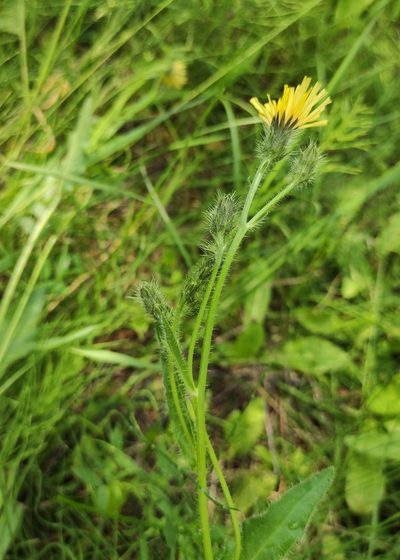 Picris davurica, photographed by Юлия