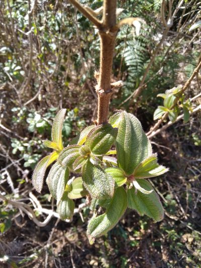 Rosettea princeps, photographed by Rosemary Harrison