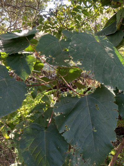 Macaranga capensis, photographed by Rosemary Harrison