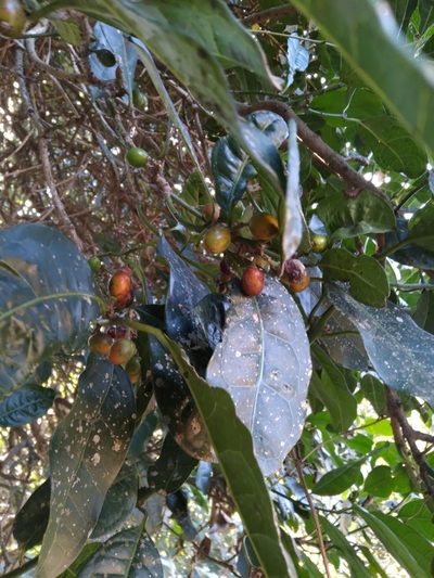 Xymalos monospora, photographed by Rosemary Harrison
