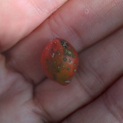 Xymalos monospora, photographed by Rosemary Harrison