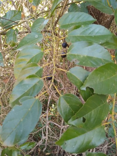 Cissus fragilis, photographed by Rosemary Harrison