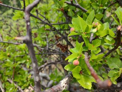 Bursera epinnata, photographed by Abraham Sánchez Romero