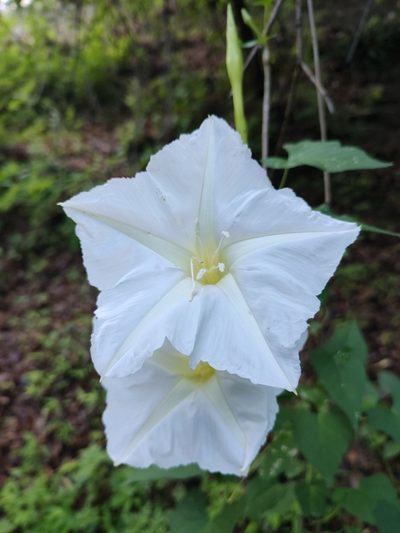 Ipomoea tastensis, photographed by Abraham Sánchez Romero