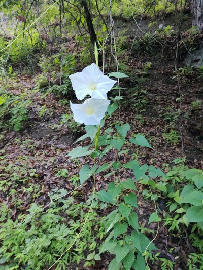 Ipomoea tastensis, photographed by Abraham Sánchez Romero