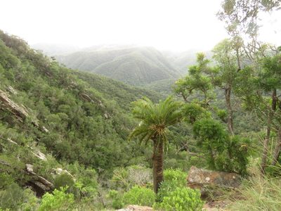 Encephalartos longifolius, photographed by Christiaan Viljoen