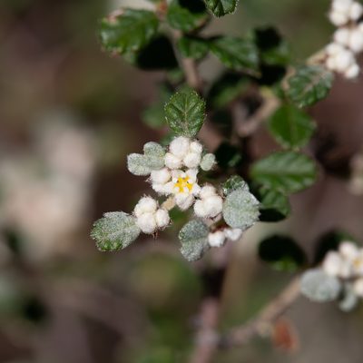 Cryptandra parvifolia, photographed by Kym Nicolson