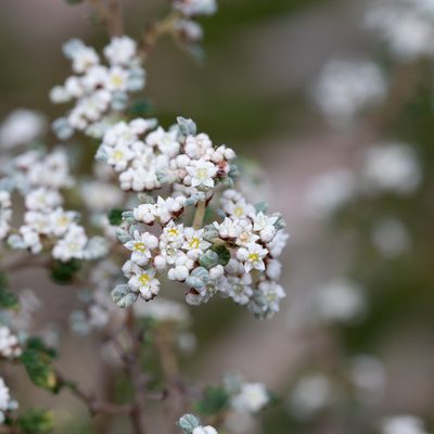 Cryptandra parvifolia, photographed by Kym Nicolson