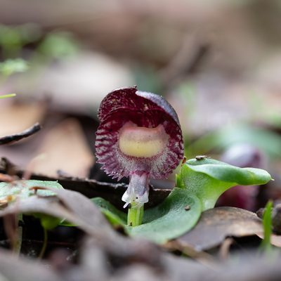 Corybas diemenicus, photographed by Kym Nicolson