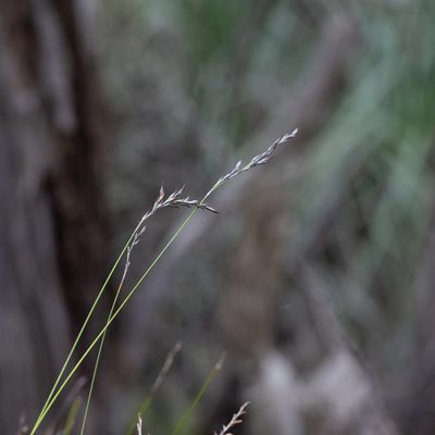 Lepidosperma semiteres, photographed by Kym Nicolson