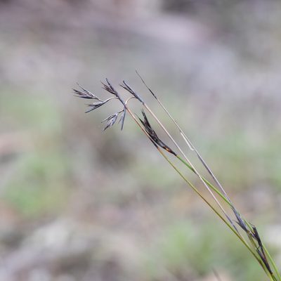 Lepidosperma carphoides, photographed by Kym Nicolson