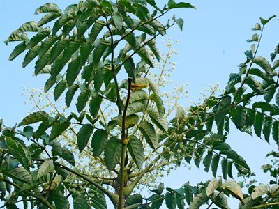 Aralia decaisneana, photographed by Jacy Chen
