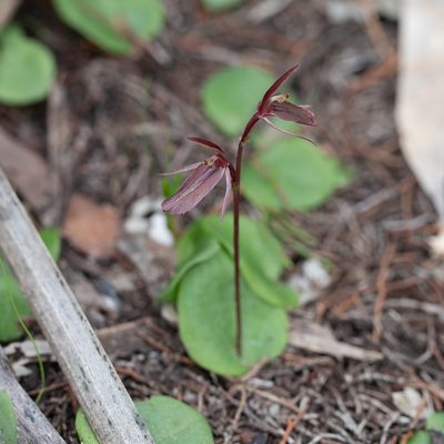 Cyrtostylis robusta, photographed by Kym Nicolson