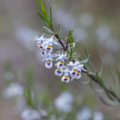 Pigea floribunda, photographed by Kym Nicolson