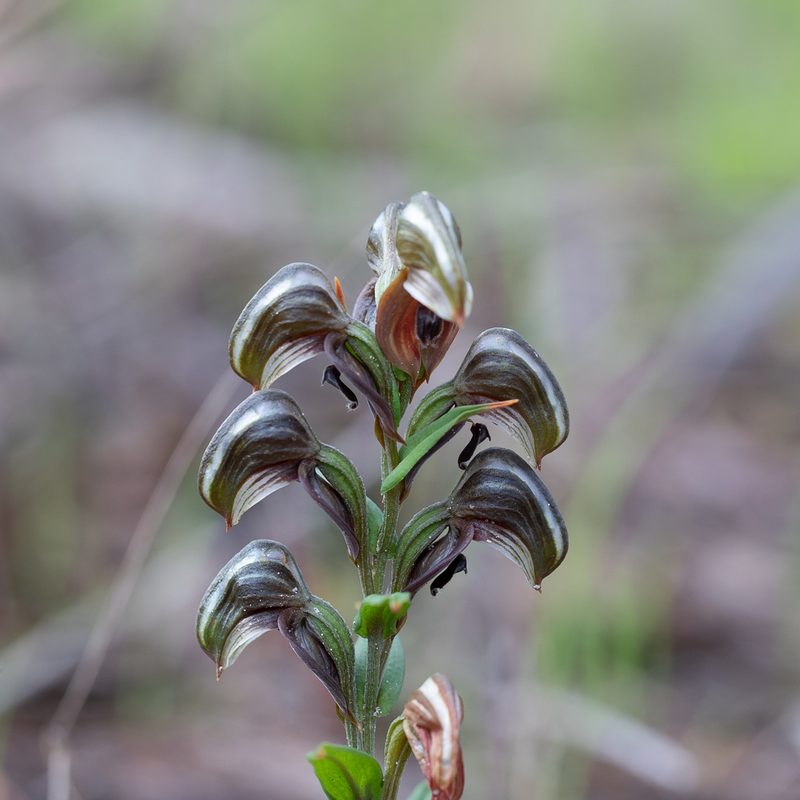 Pterostylis sanguinea, photographed by Kym Nicolson