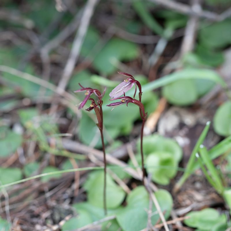 Cyrtostylis robusta, photographed by Kym Nicolson