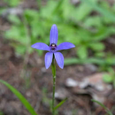 Pheladenia deformis, photographed by Kym Nicolson