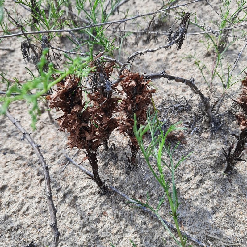 Orobanche arenaria, photographed by Виктория Билоус