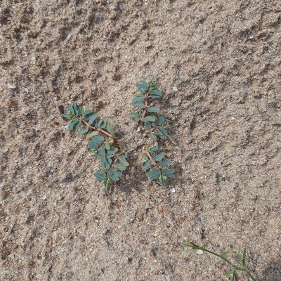 Euphorbia peplis, photographed by Виктория Билоус