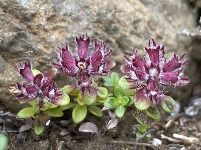 Thymus praecox, photographed by Alan Weakley