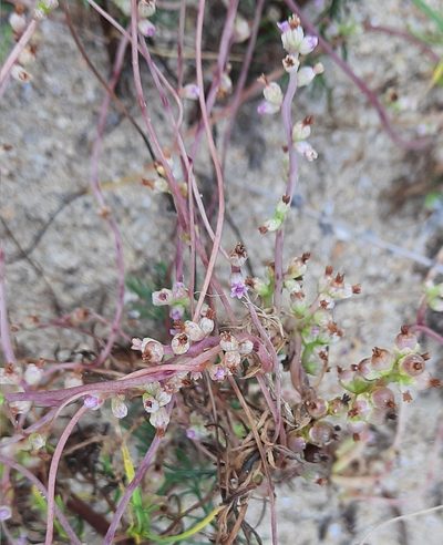 Cuscuta monogyna, photographed by Виктория Билоус