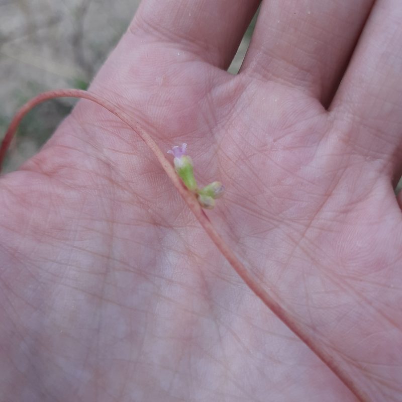Cuscuta monogyna, photographed by Виктория Билоус