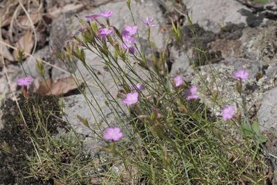 Dianthus graniticus, photographed by Nico