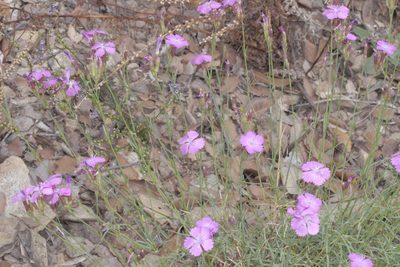 Dianthus seguieri, photographed by Nico