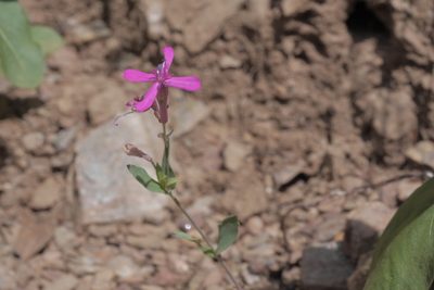 Atocion armeria, photographed by Nico
