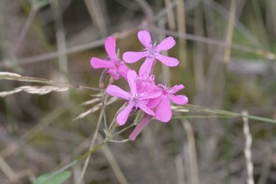 Atocion armeria, photographed by Nico