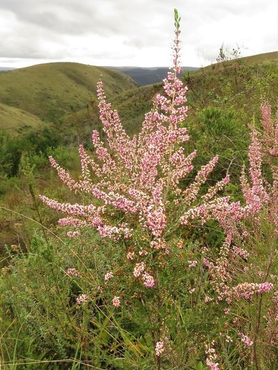 Erica simulans, photographed by Christiaan Viljoen