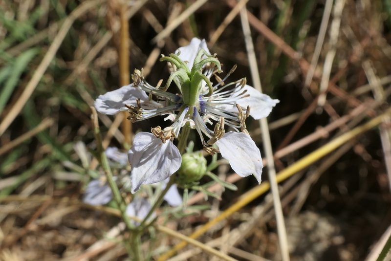 Nigella gallica, photographed by Rafael Medina