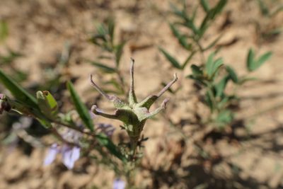 Nigella gallica, photographed by Rafael Medina