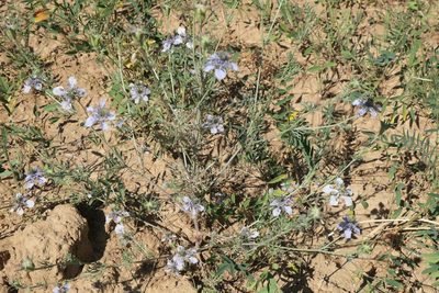 Nigella gallica, photographed by Rafael Medina