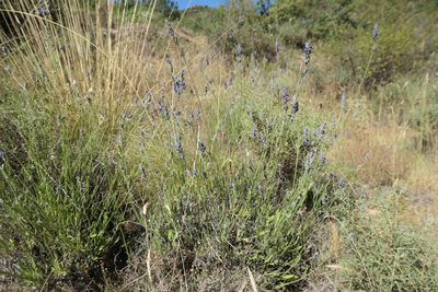 Lavandula latifolia, photographed by Rafael Medina