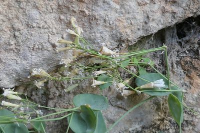 Petrocoptis hispanica, photographed by Rafael Medina