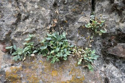 Petrocoptis hispanica, photographed by Rafael Medina