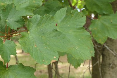 Acer opalus, photographed by Rafael Medina