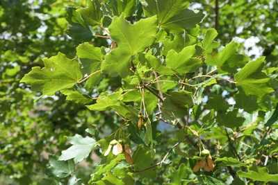 Acer opalus, photographed by Rafael Medina