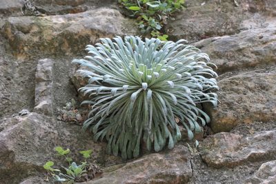 Saxifraga longifolia, photographed by Rafael Medina