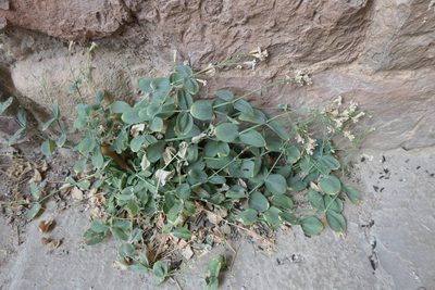 Petrocoptis hispanica, photographed by Rafael Medina