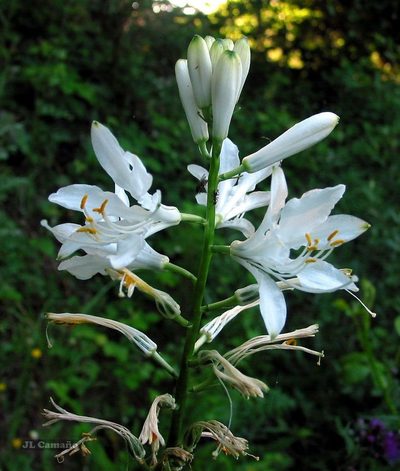 Paradisea lusitanica, photographed by José Luis Camaño