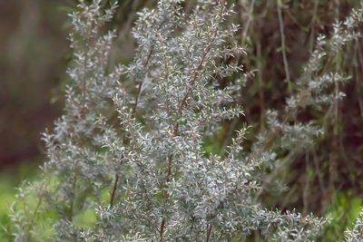 Leptospermum lanigerum, photographed by Andrew Allen