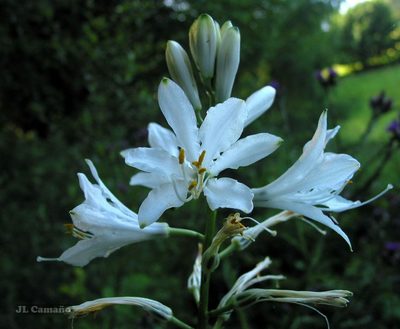 Paradisea lusitanica, photographed by José Luis Camaño