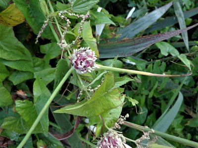 Allium sativum, photographed by Екатерина Войнова