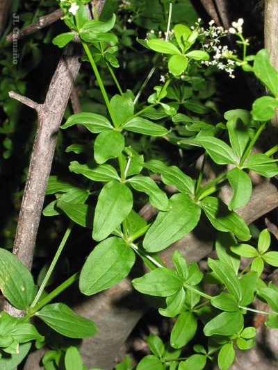 Trichogalium broterianum, photographed by José Luis Camaño